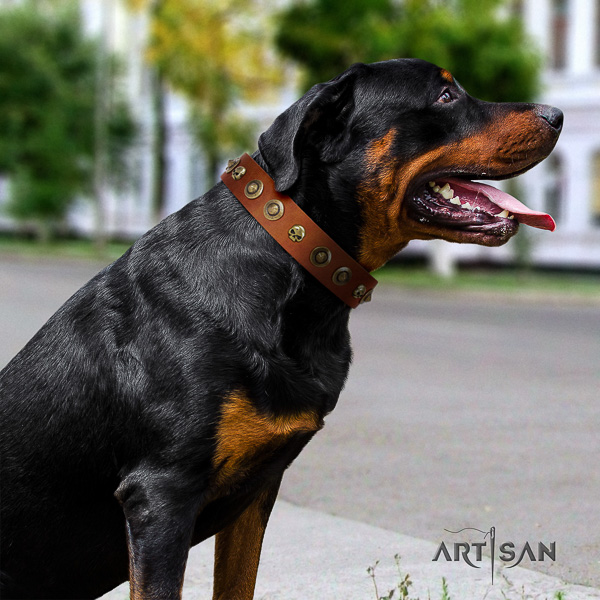 Rottweiler comfortable wearing full grain natural leather collar for your lovely pet