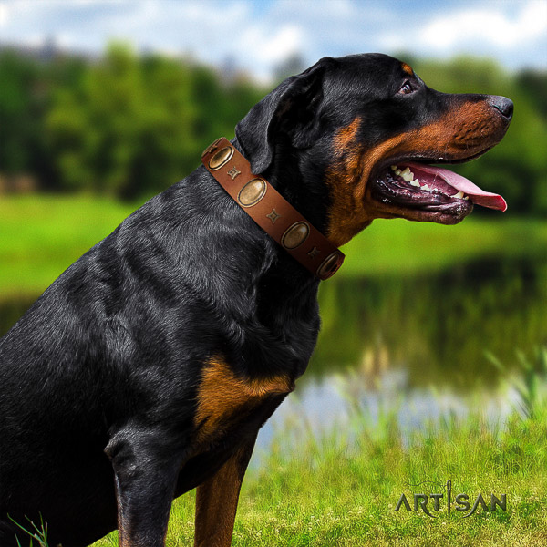 Rottweiler basic training natural leather collar for your handsome pet