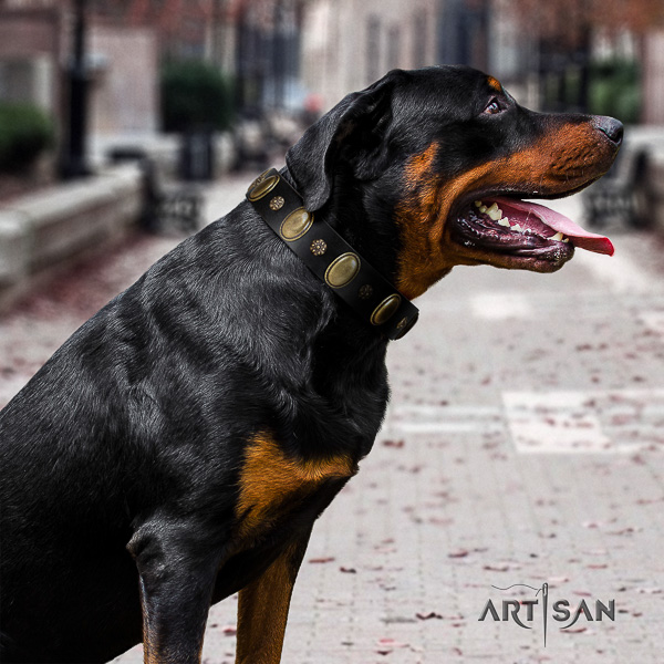Rottweiler everyday use leather collar for your stylish pet