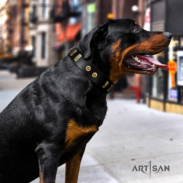 Rottweiler walking full grain natural leather collar for your stylish pet
