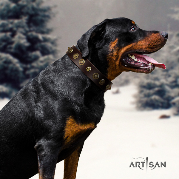 Rottweiler comfortable wearing natural leather collar for your attractive dog
