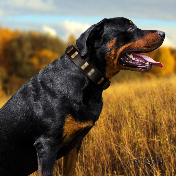 Rottweiler easy wearing full grain leather collar for your attractive four-legged friend