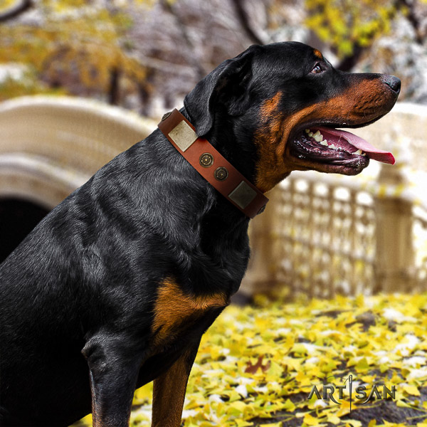 Rottweiler walking full grain leather collar for your stylish canine