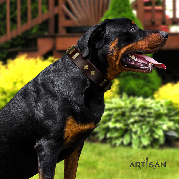 Rottweiler comfortable wearing leather collar for your beautiful doggie