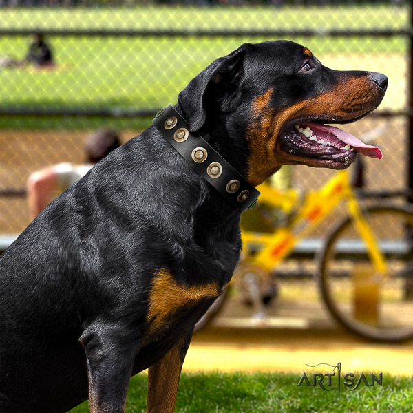 Rottweiler fancy walking natural leather collar for your handsome dog