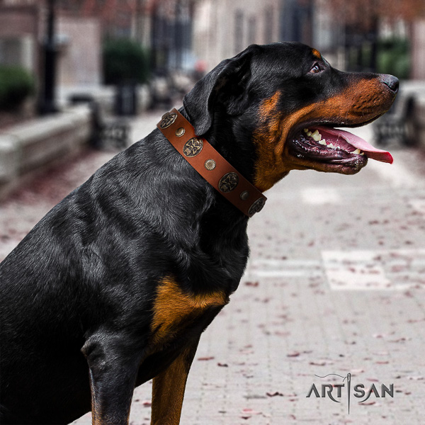 Rottweiler fancy walking full grain genuine leather collar for your attractive doggie