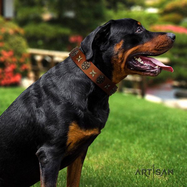 Rottweiler comfortable wearing full grain leather collar for your beautiful doggie