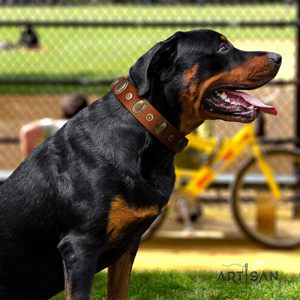 Rottweiler comfy wearing full grain leather collar for your attractive four-legged friend