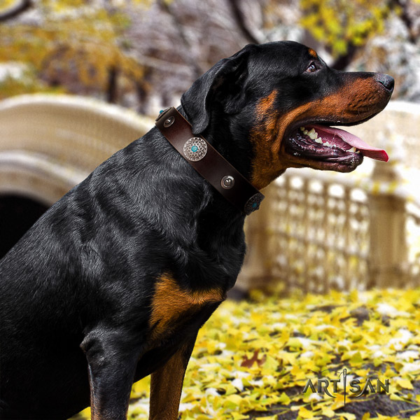 Rottweiler fancy walking full grain leather collar for your impressive doggie
