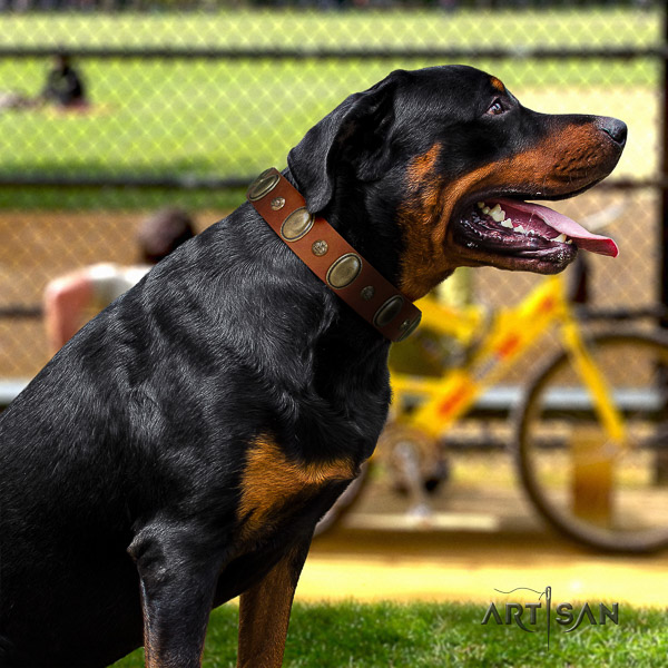 Rottweiler easy wearing leather collar for your lovely canine