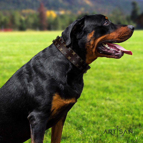 Rottweiler comfortable wearing full grain leather collar for your handsome doggie