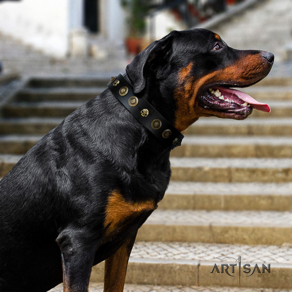 Rottweiler walking full grain leather collar for your lovely dog