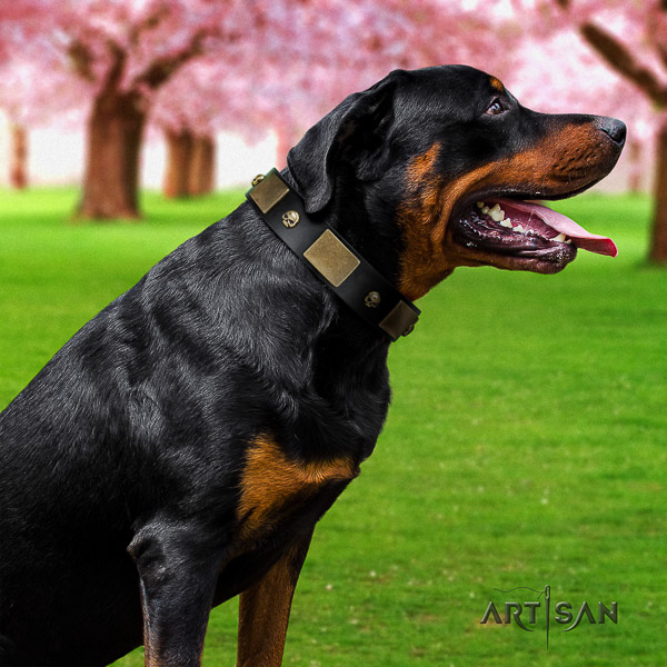 Rottweiler comfy wearing full grain natural leather collar for your handsome dog