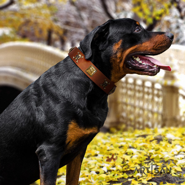 Rottweiler everyday use full grain natural leather collar for your impressive canine