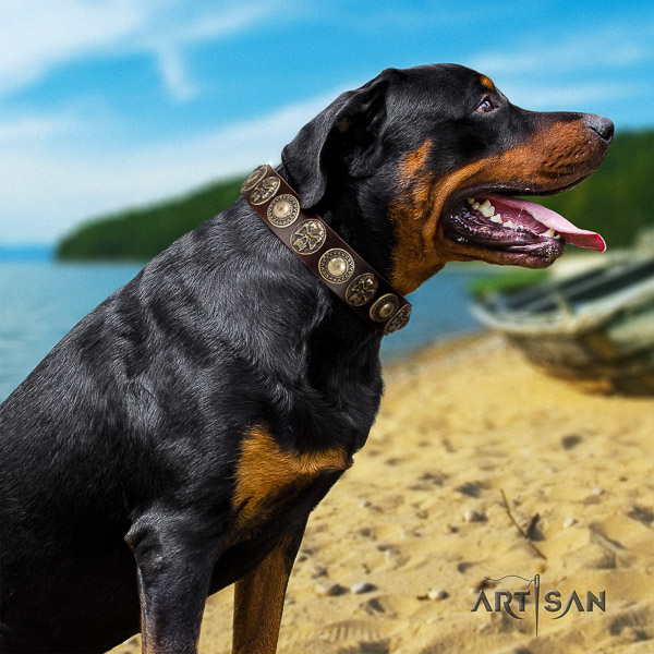Rottweiler comfy wearing genuine leather collar for your handsome pet
