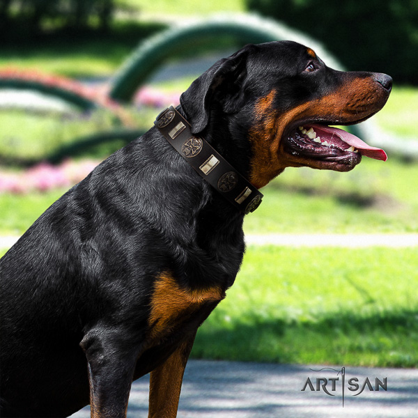 Rottweiler comfy wearing full grain natural leather collar for your lovely doggie