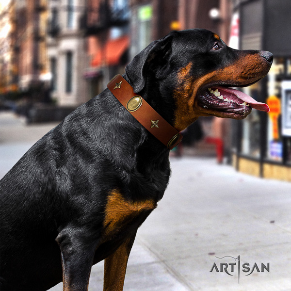 Rottweiler daily use leather collar for your handsome pet
