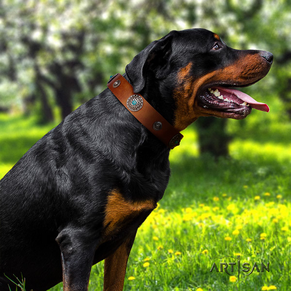 Rottweiler walking full grain genuine leather collar for your handsome dog