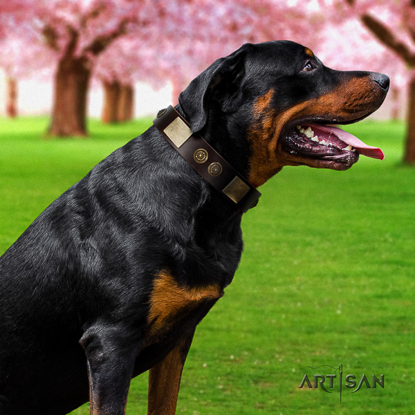 Rottweiler daily use natural leather collar for your beautiful dog