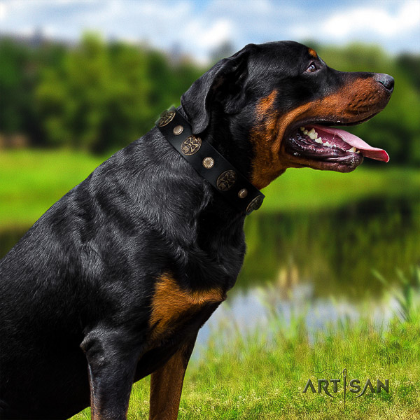 Rottweiler daily walking natural leather collar for your handsome four-legged friend