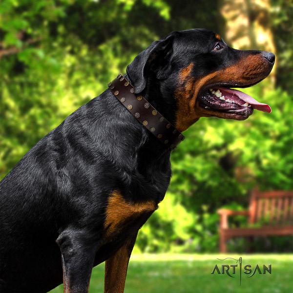 Rottweiler everyday walking leather collar for your impressive doggie