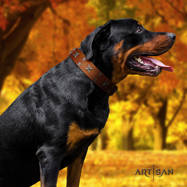 Rottweiler comfortable wearing natural leather collar for your lovely dog