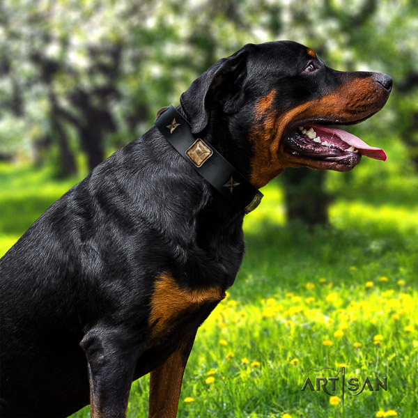 Rottweiler fancy walking full grain leather collar for your impressive pet
