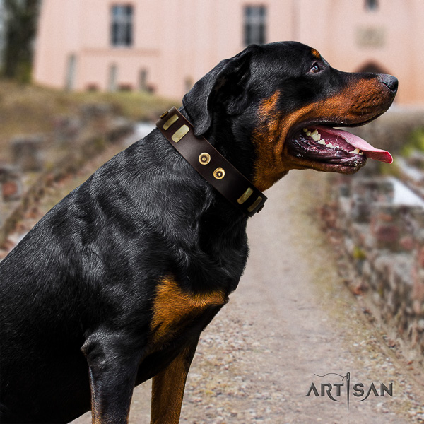 Rottweiler everyday use leather collar for your stylish canine