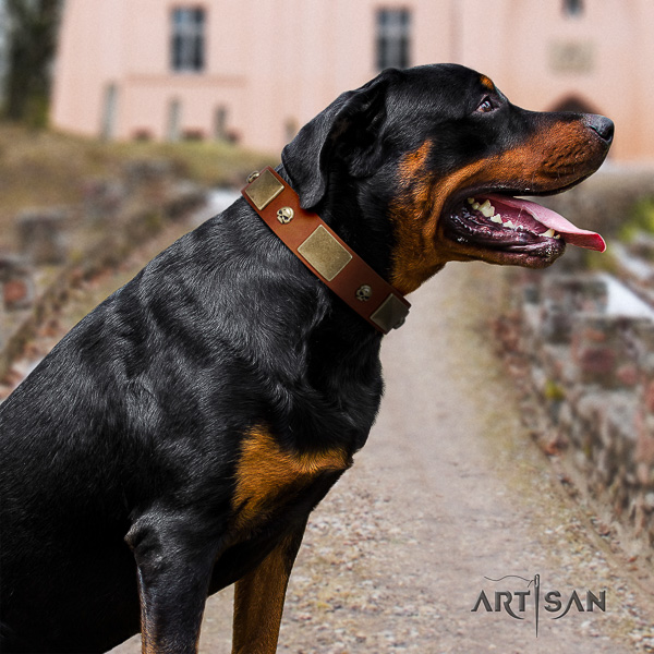 Rottweiler fancy walking full grain genuine leather collar for your handsome canine