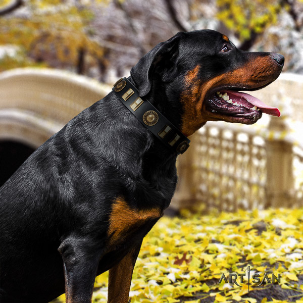 Rottweiler comfortable wearing natural leather collar for your beautiful dog