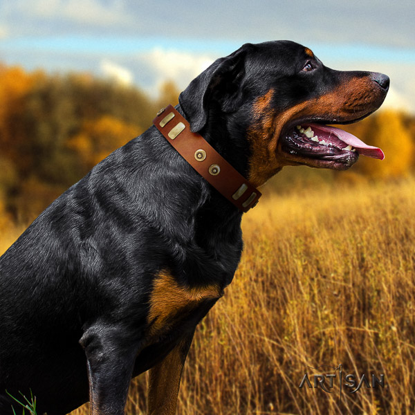 Rottweiler comfortable wearing full grain genuine leather collar for your lovely four-legged friend