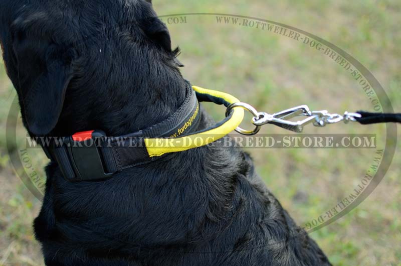 the best dog collars