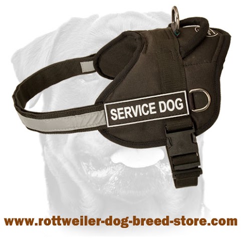 Swift Reward' Dog Training Pouch for Toys and Treats for Rottweiler :  Rottweiler Breed: Dog harness, Rottweiler dog muzzle, Rottweiler dog  collar, Dog leash