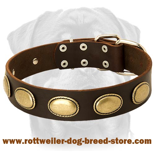 Shop Stylish Dog Collars for Pups