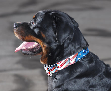 american dog collar