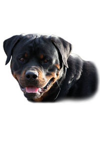 Buying of Rottweiler. How to buy?