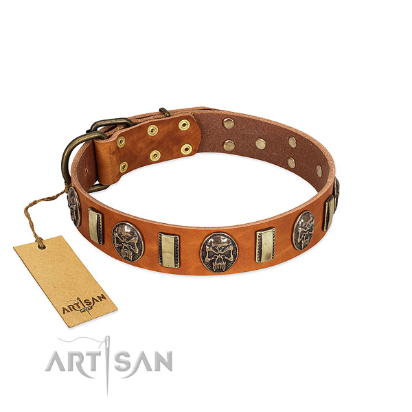 Unique leather dog collar for everyday walking