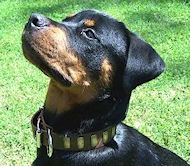 Best dog collar outlet for rottweiler